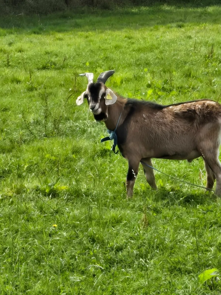 Goat - Image 4