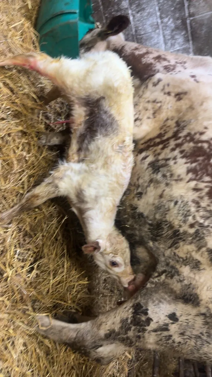 Roan heifer with roan heifer calf at foot**** - Image 2