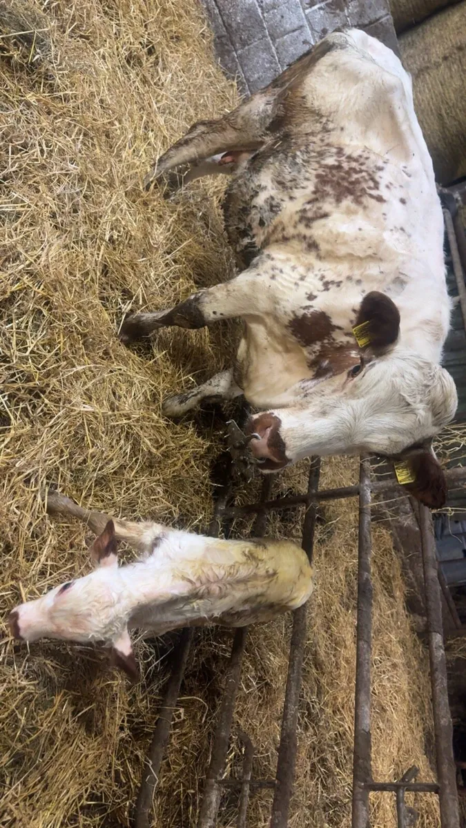 Roan heifer with roan heifer calf at foot**** - Image 3