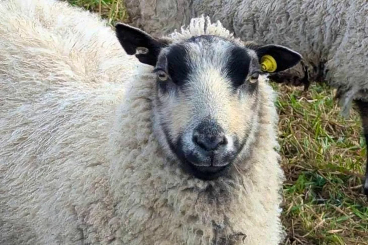 Shetland Ram Lamb Wanted