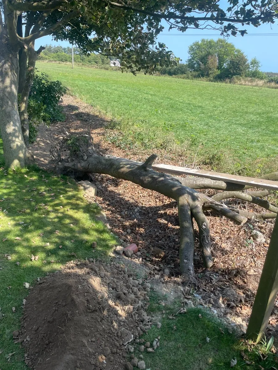 Free ash tree to take away