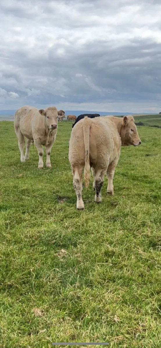 Quality Bullocks Mayo Sligo Mart Tuesday - Image 2
