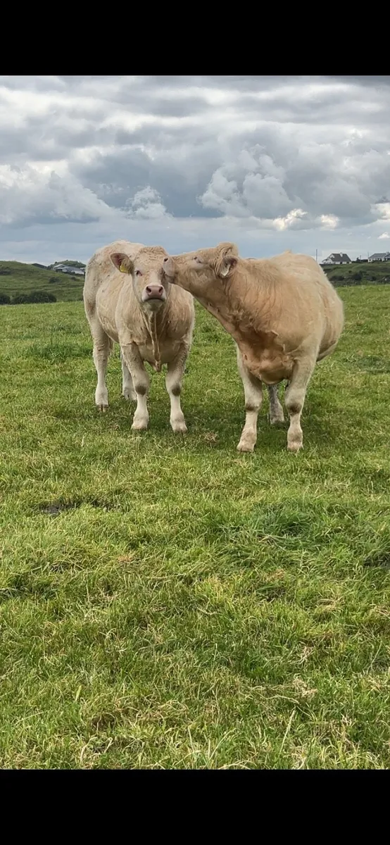 Quality Bullocks Mayo Sligo Mart Tuesday - Image 3