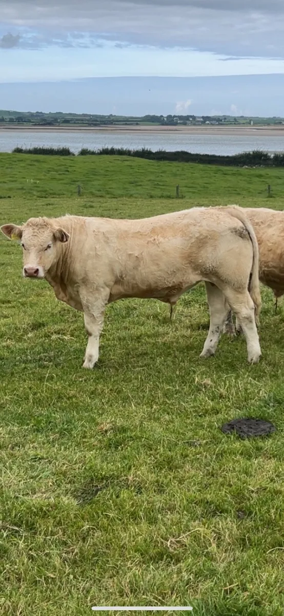 Quality Bullocks Mayo Sligo Mart Tuesday - Image 4