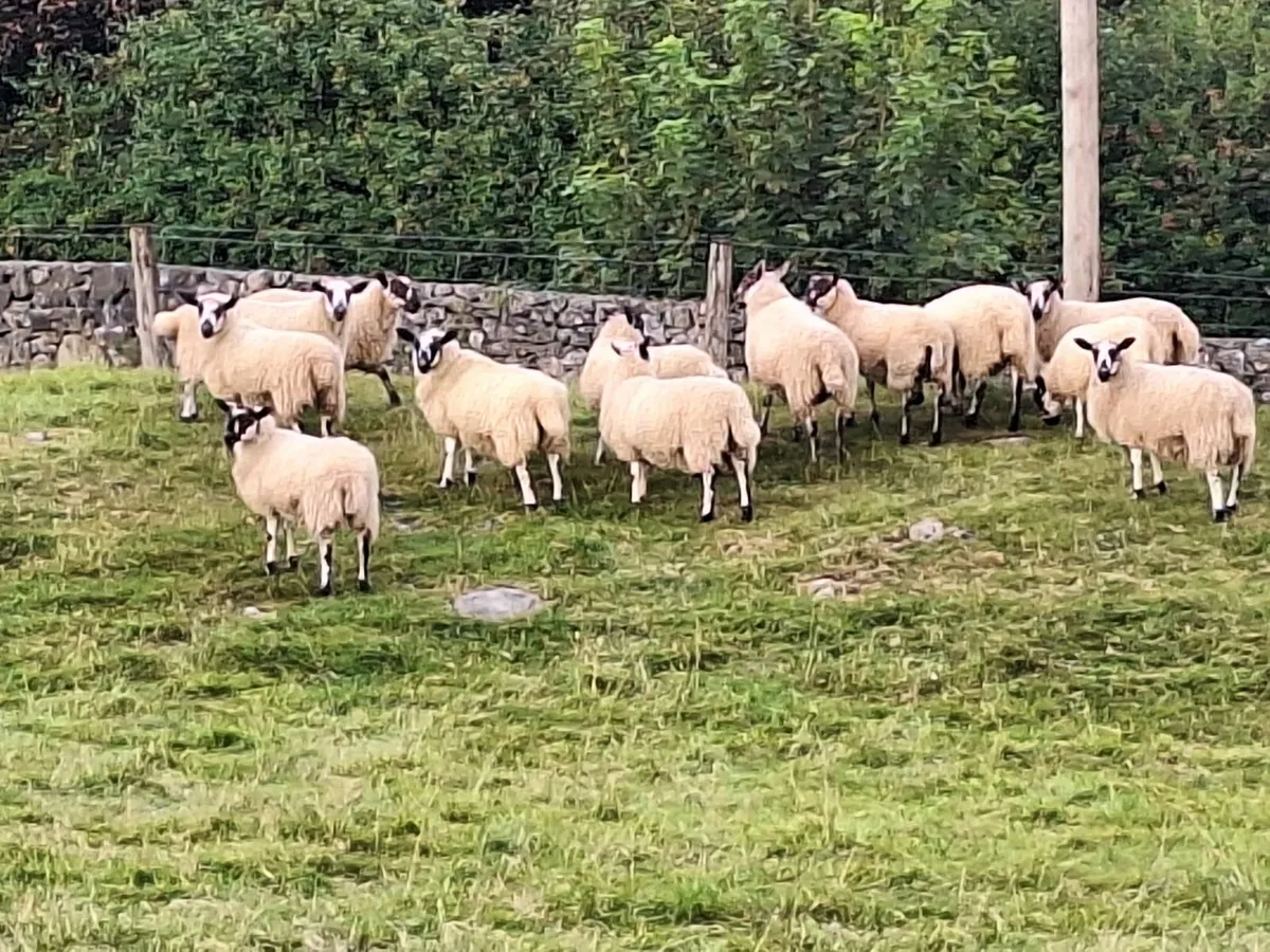 Mule ewe lambs - Image 3