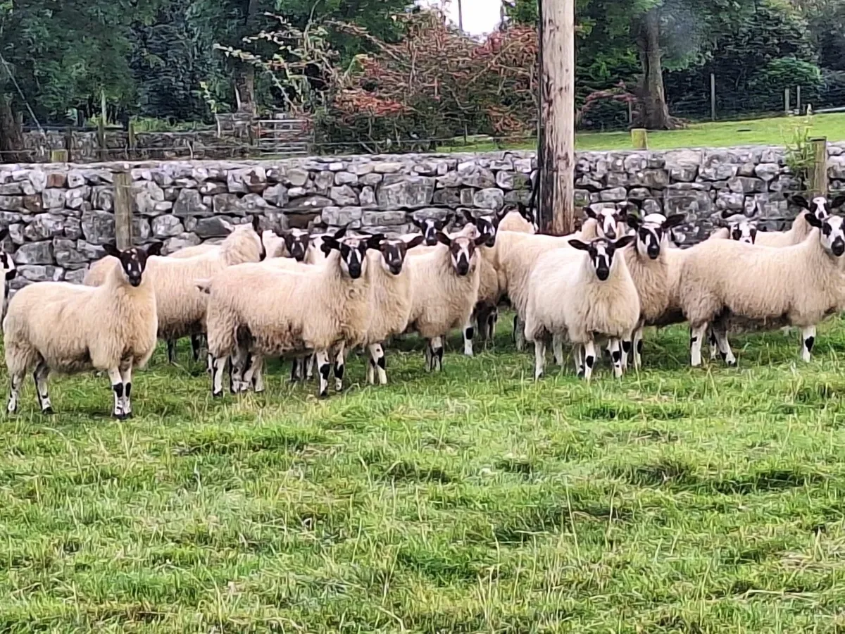Mule ewe lambs - Image 4