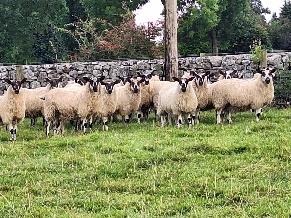 Mule ewe lambs - Image 2