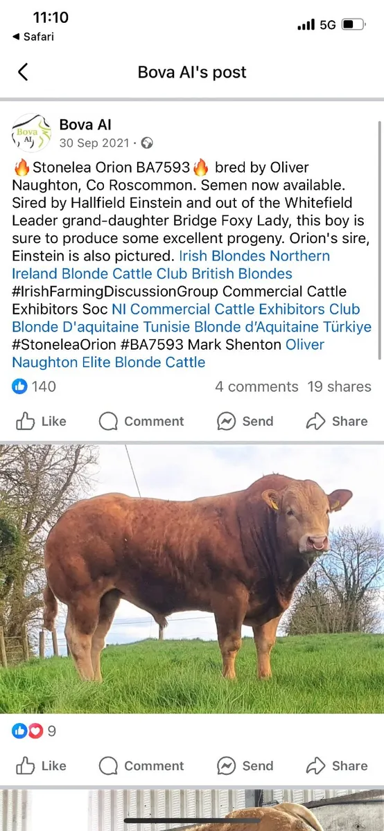 Breeding Bull - Image 2