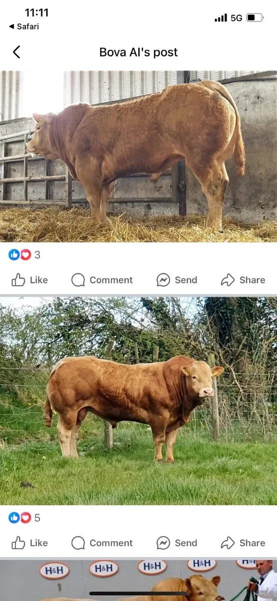 Breeding Bull - Image 1