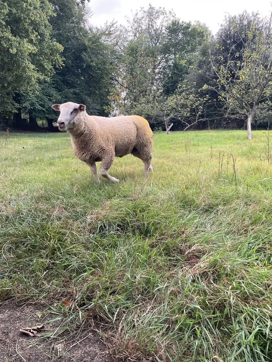 SIS pedigree Charollais ram lambs - Image 4