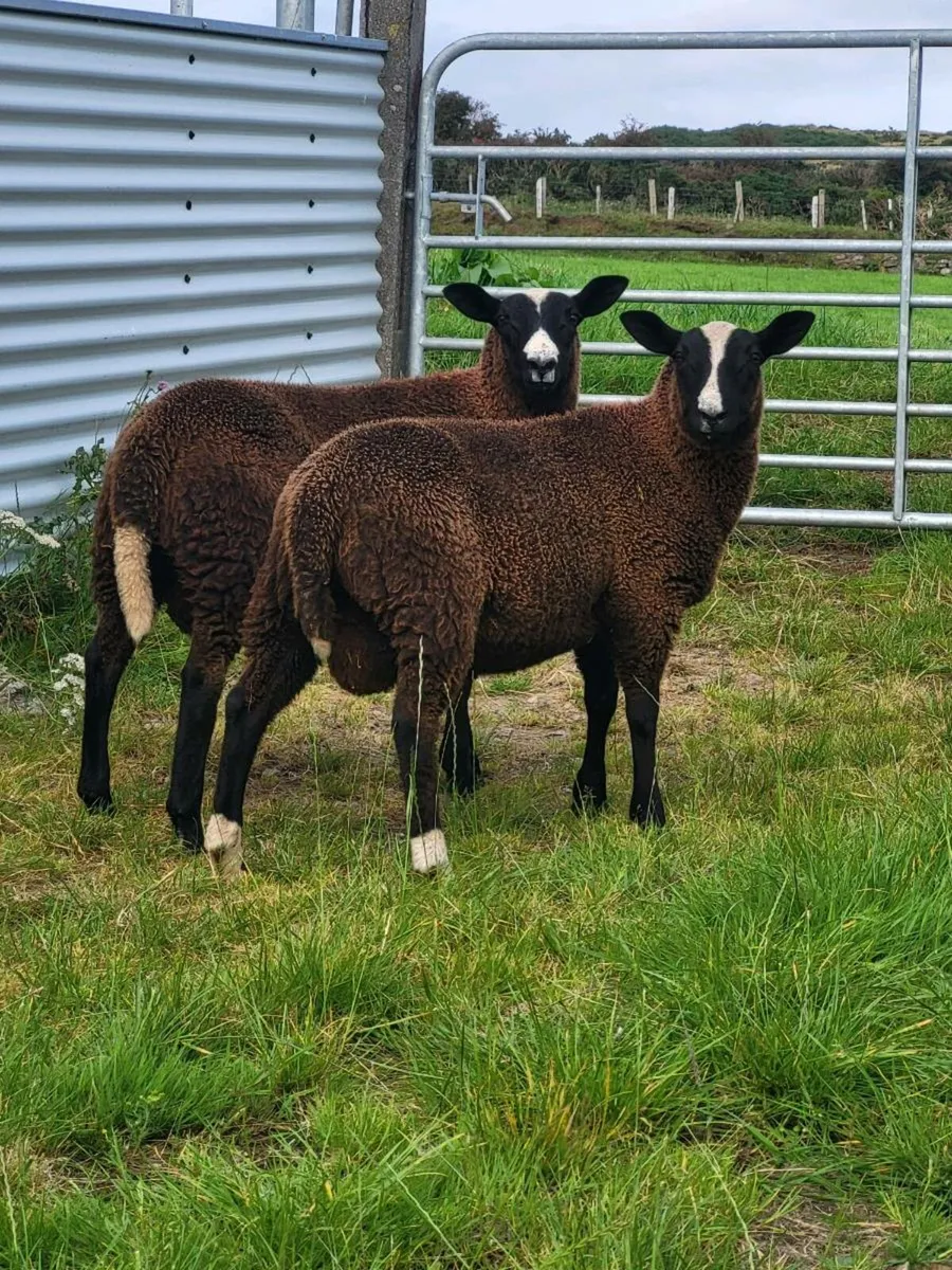 Zwarble Ram Lambs PBNR - Image 1