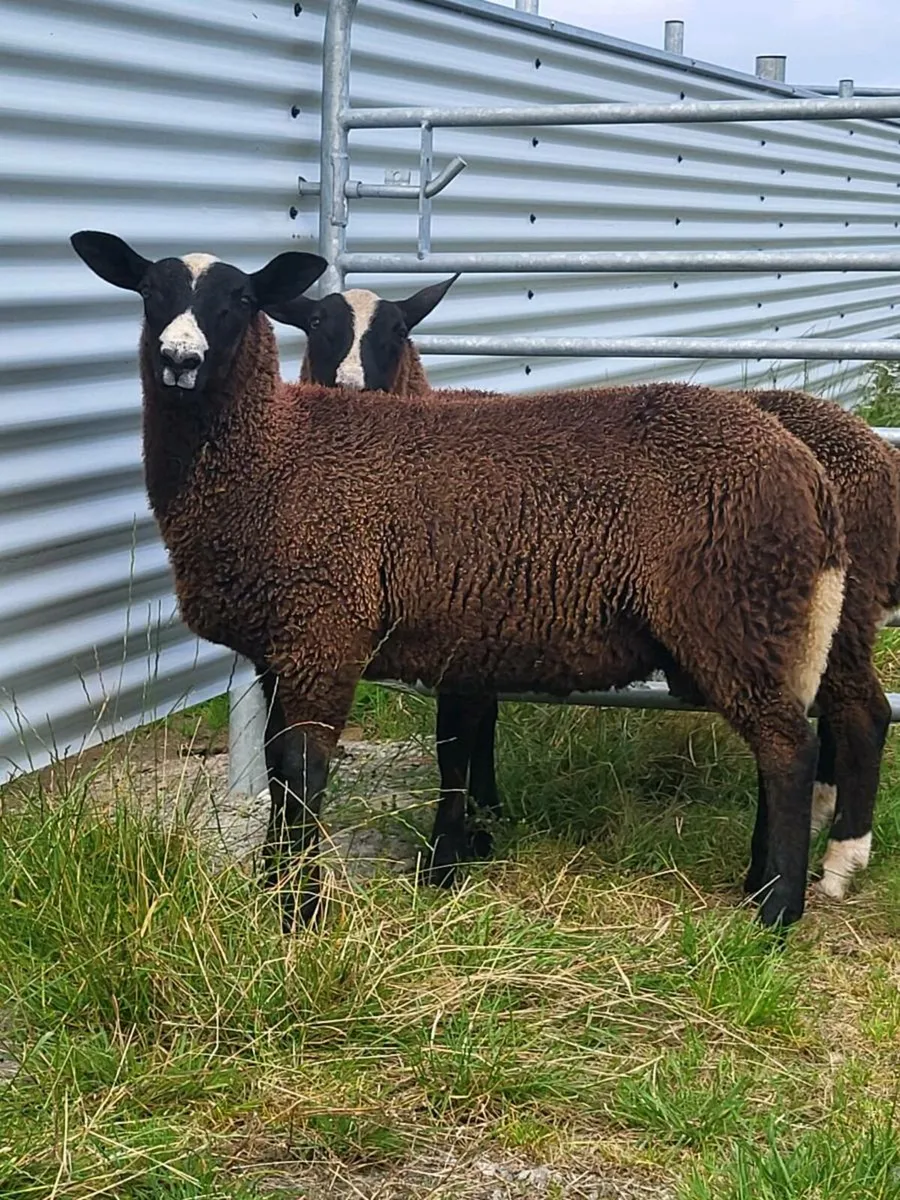 Zwarble Ram Lambs PBNR - Image 2