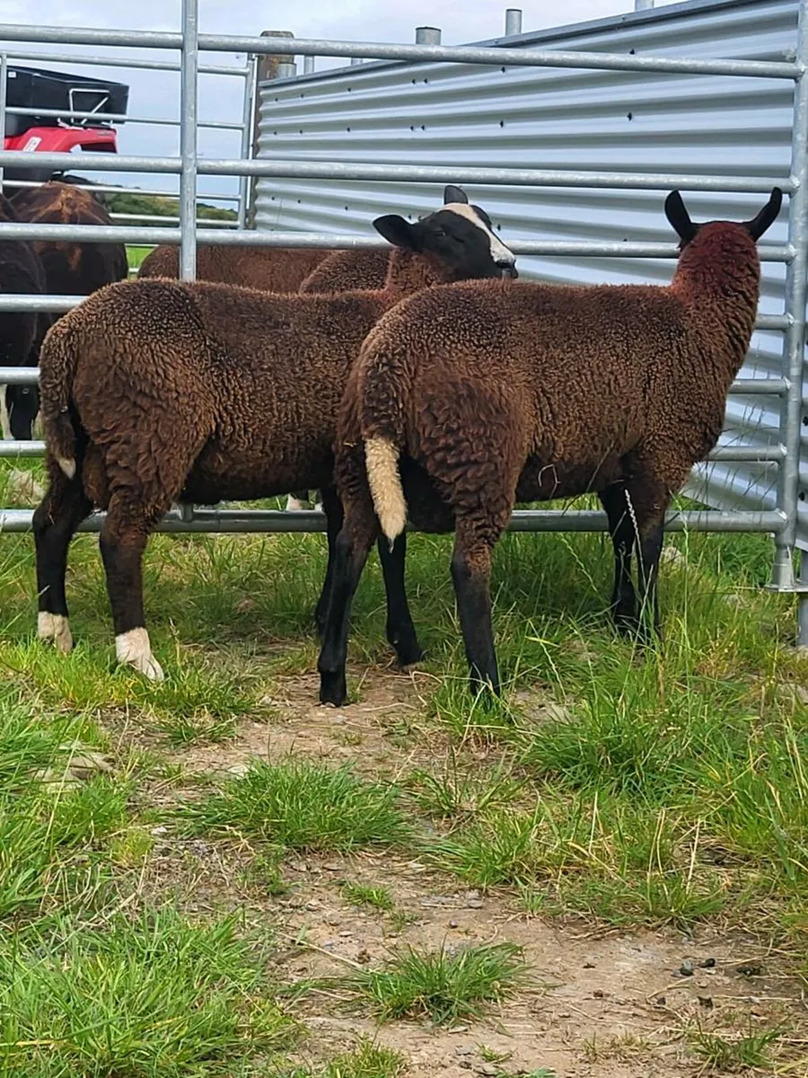 Zwarble Ram Lambs PBNR - Image 3