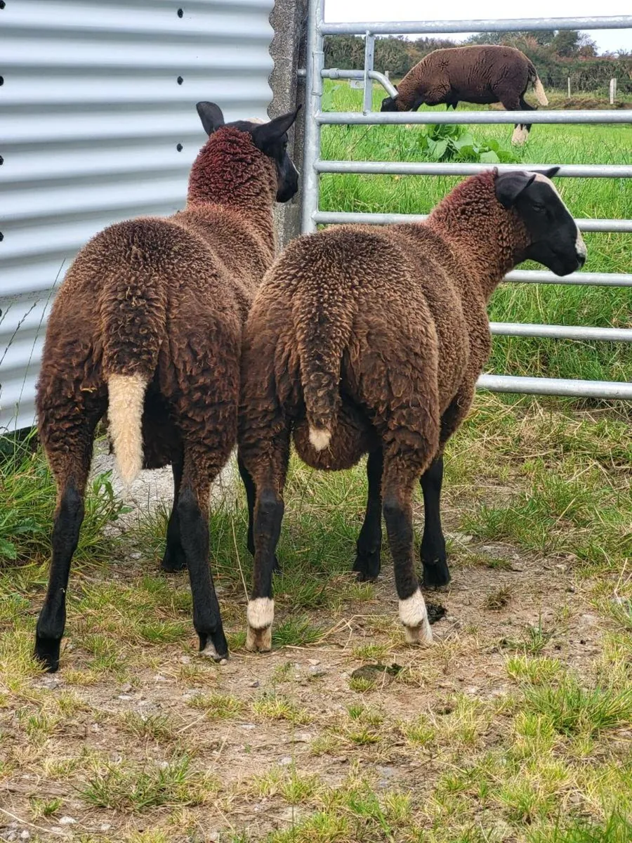 Zwarble Ram Lambs PBNR - Image 4