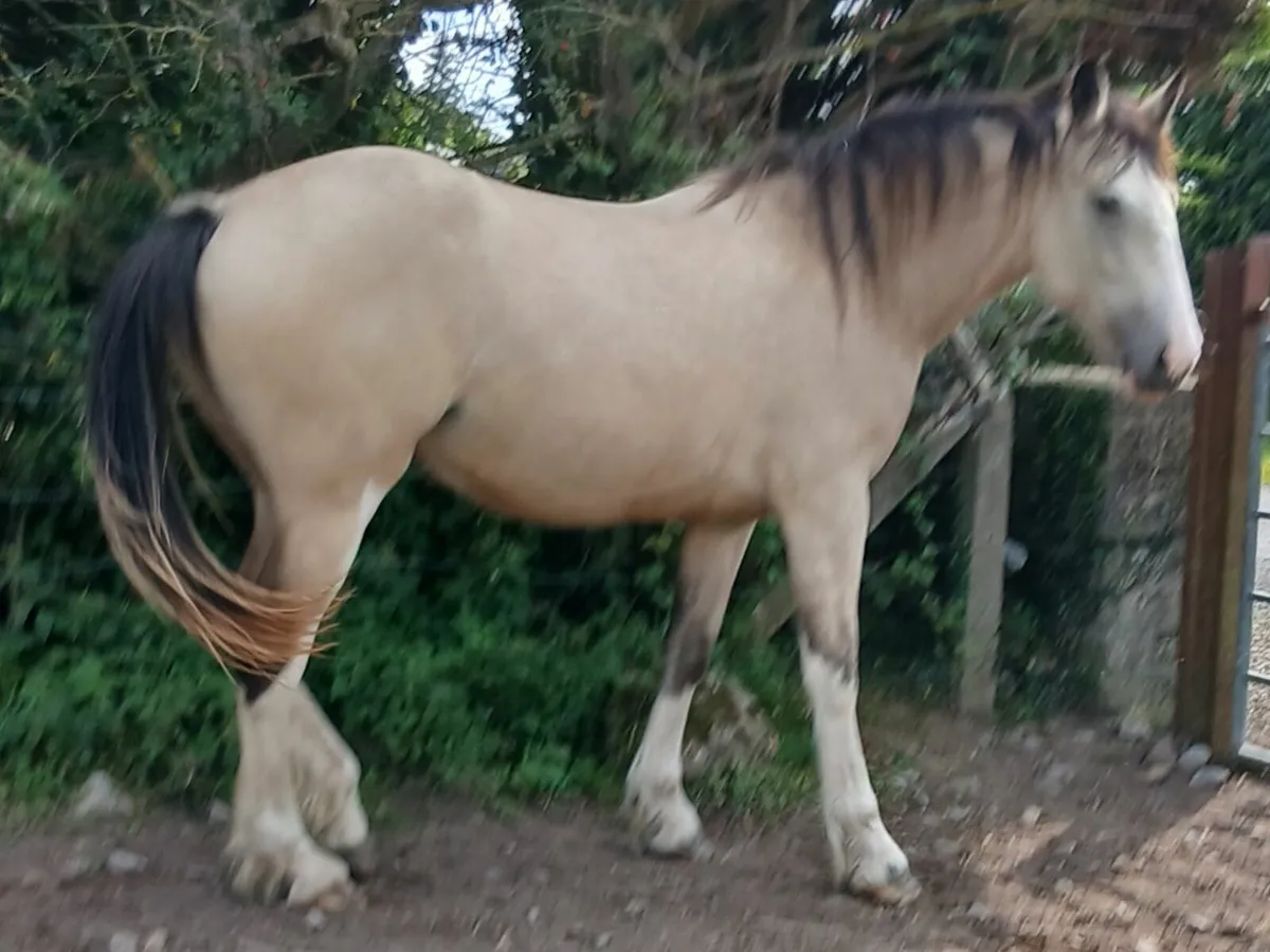 Cob - Image 4