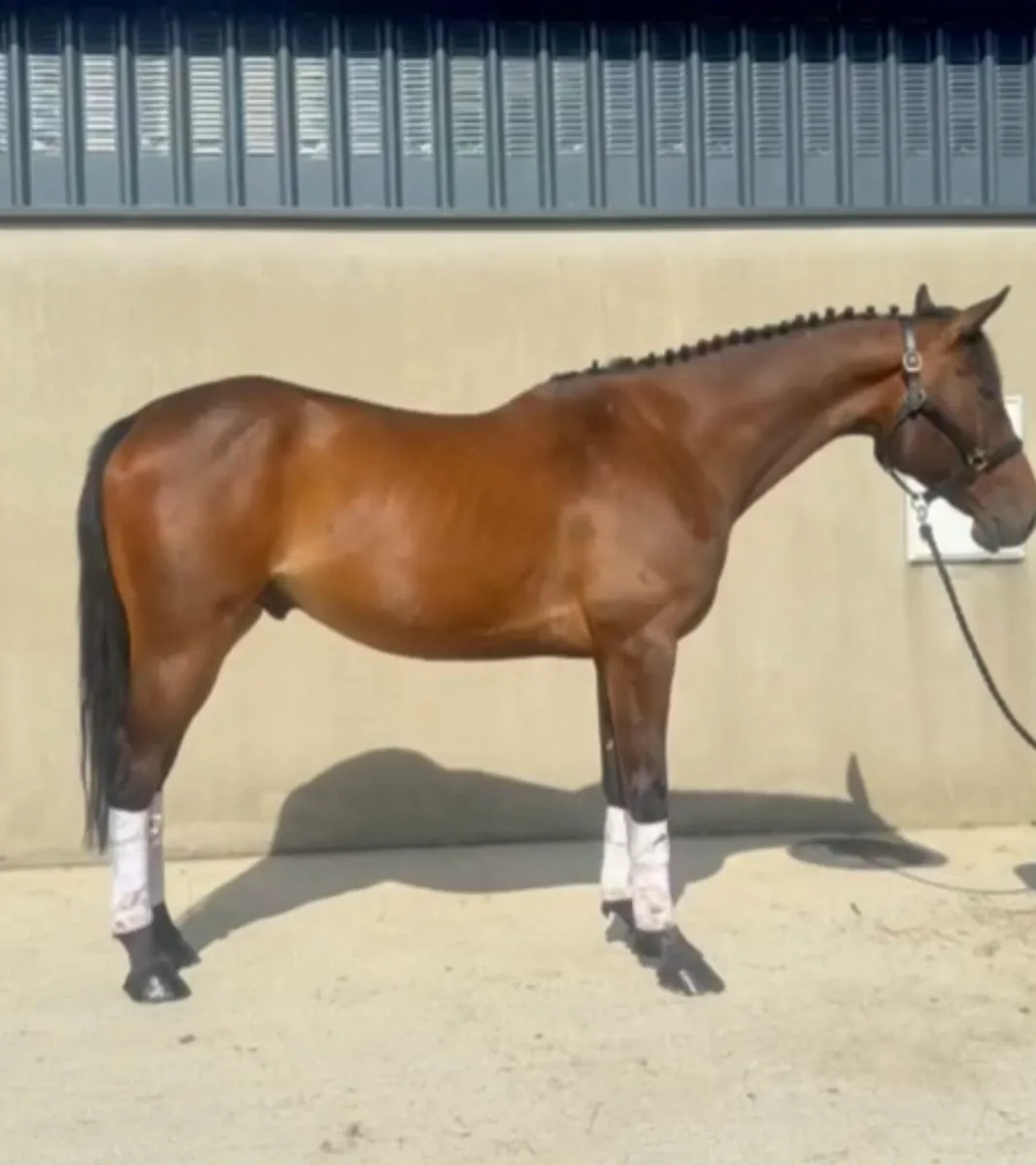 16.2h Arko x Arkan 6 year old gelding - Image 2