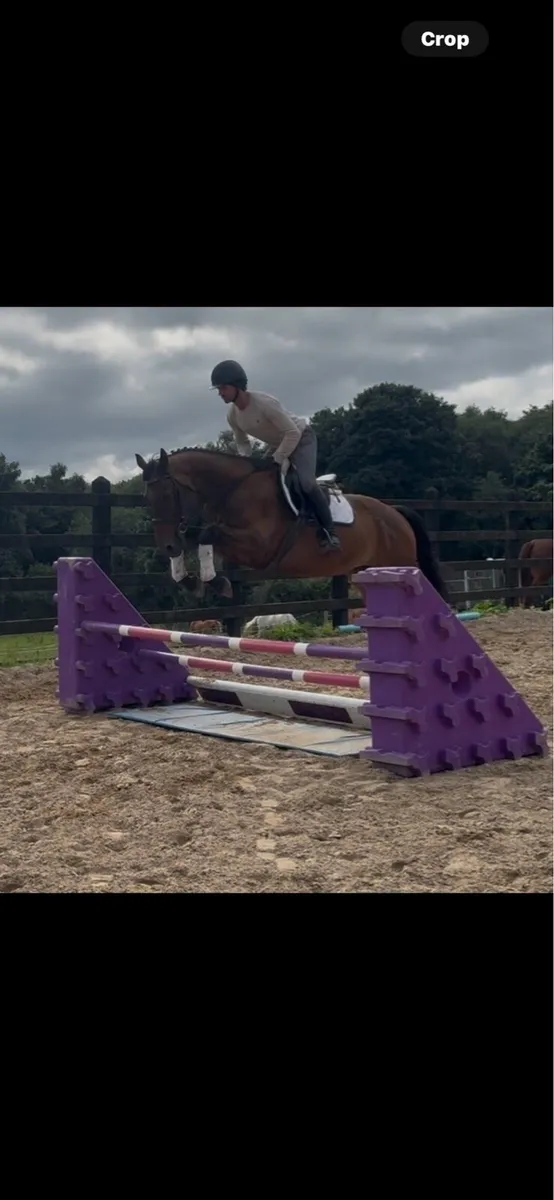 16.2h Arko x Arkan 6 year old gelding - Image 1