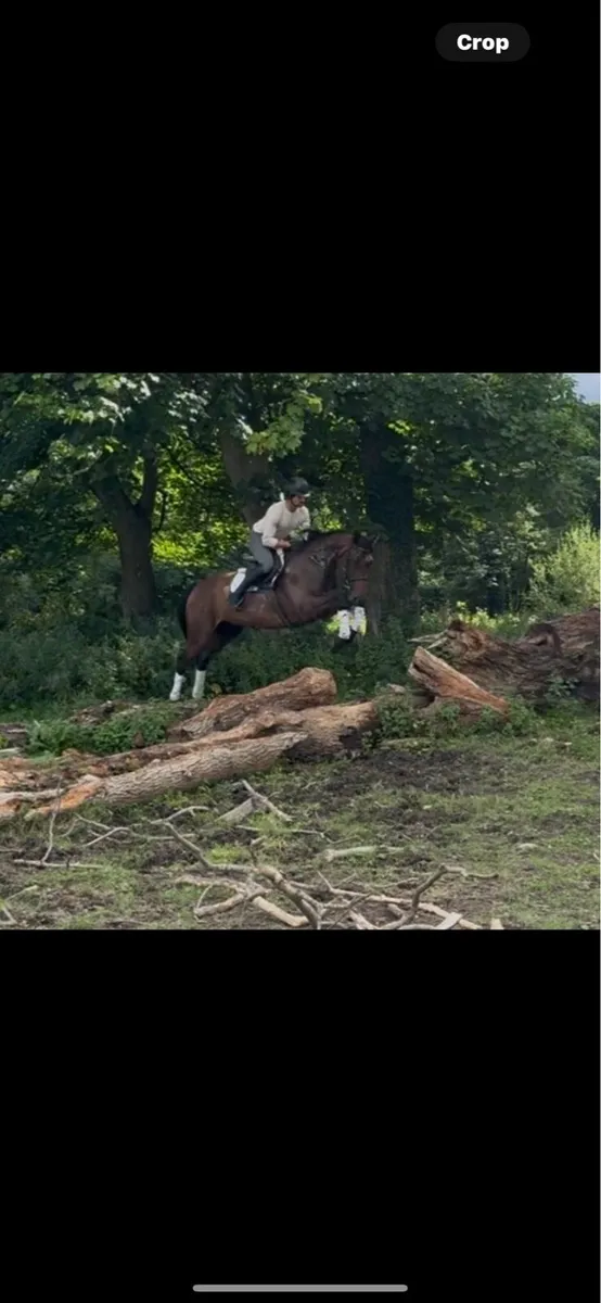 16.2h Arko x Arkan 6 year old gelding - Image 3