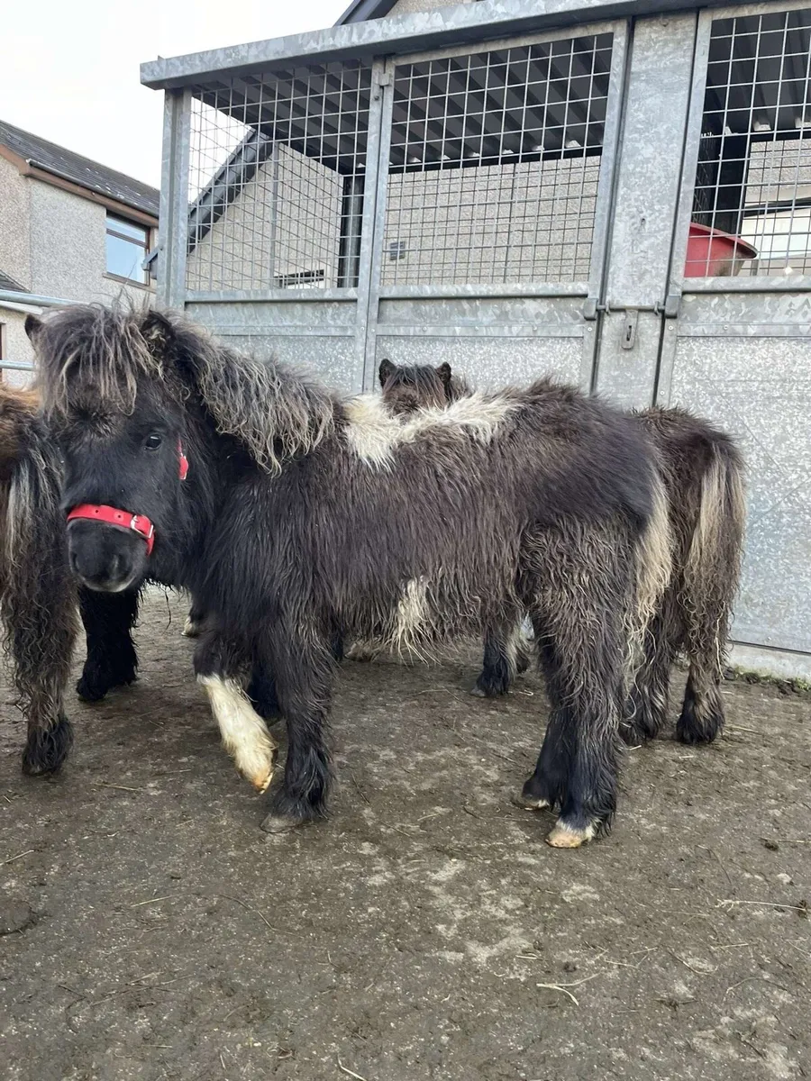 Miniature Shetland Colt for sale - Image 2