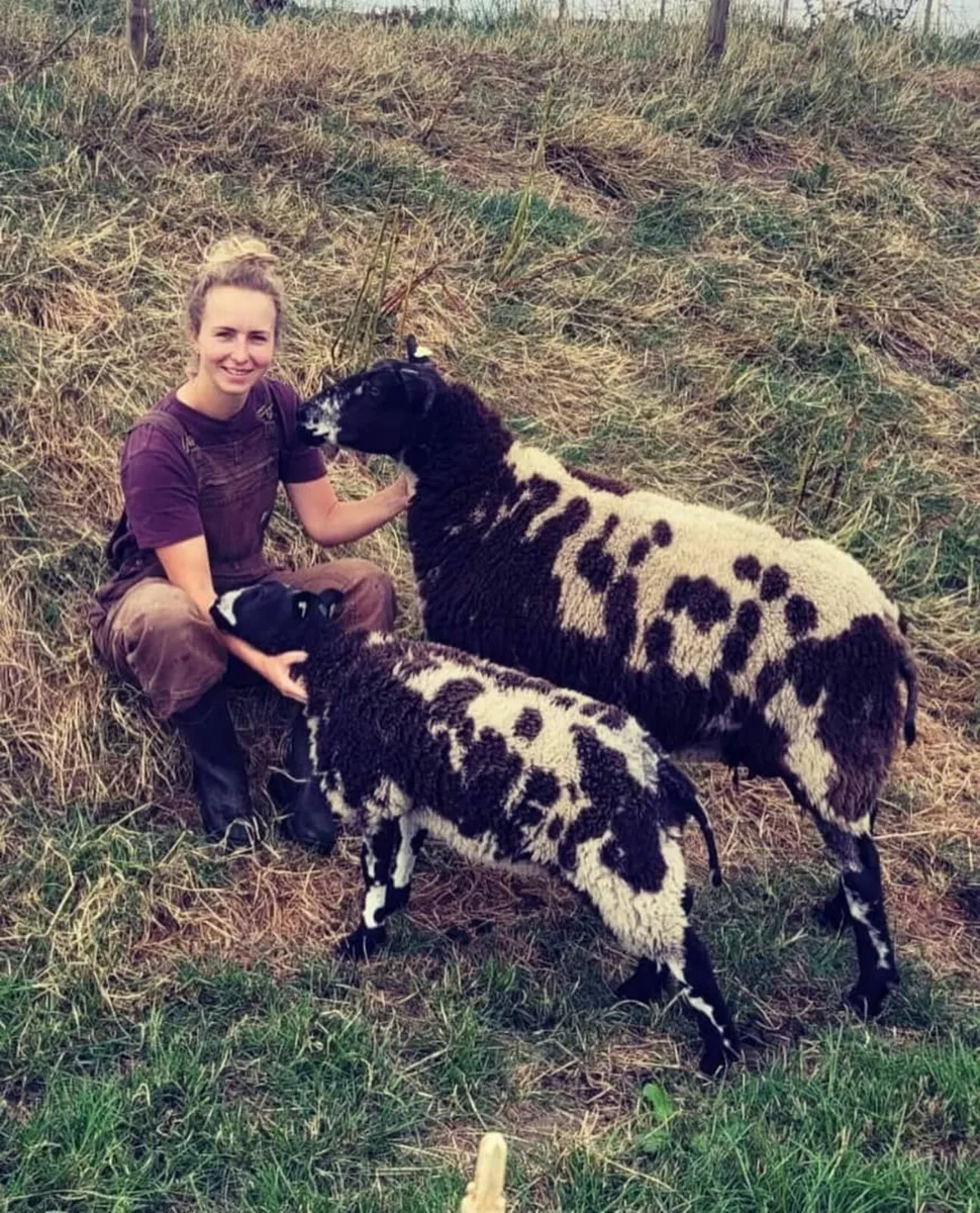 DUTCH spotted RAm , Ewe and lamb - Image 4