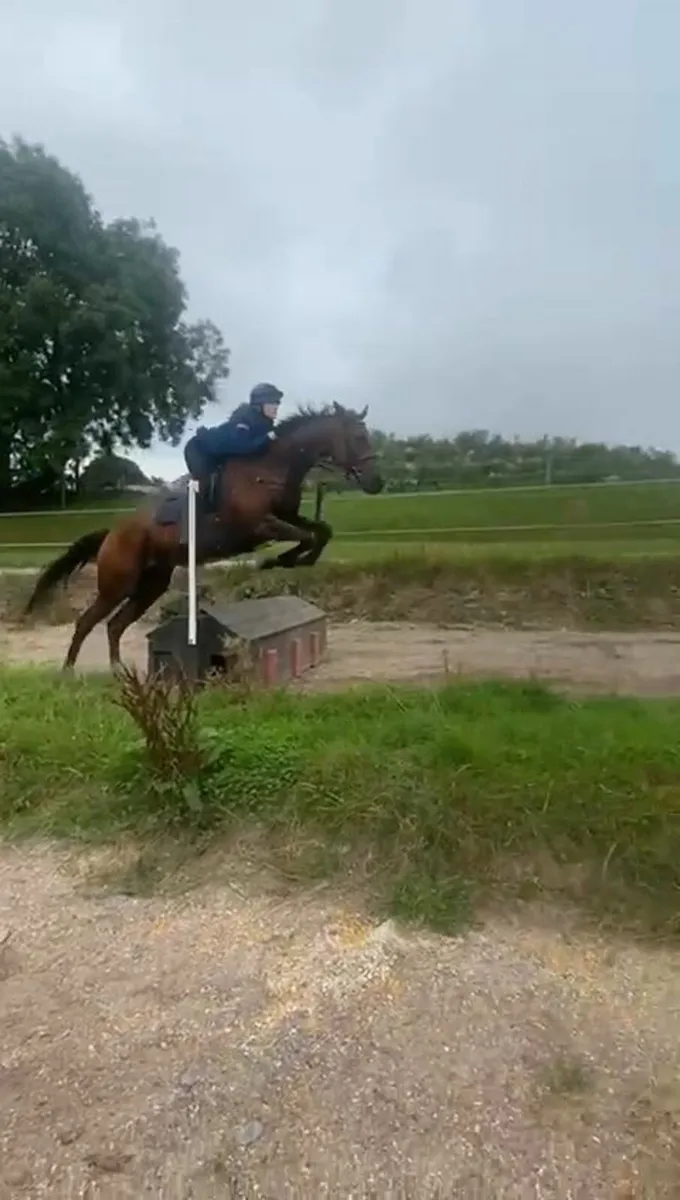 Horse - Image 2