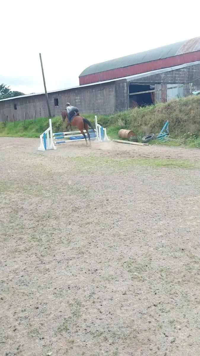 Horse - Image 4