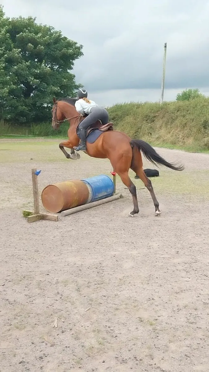 Horse - Image 1