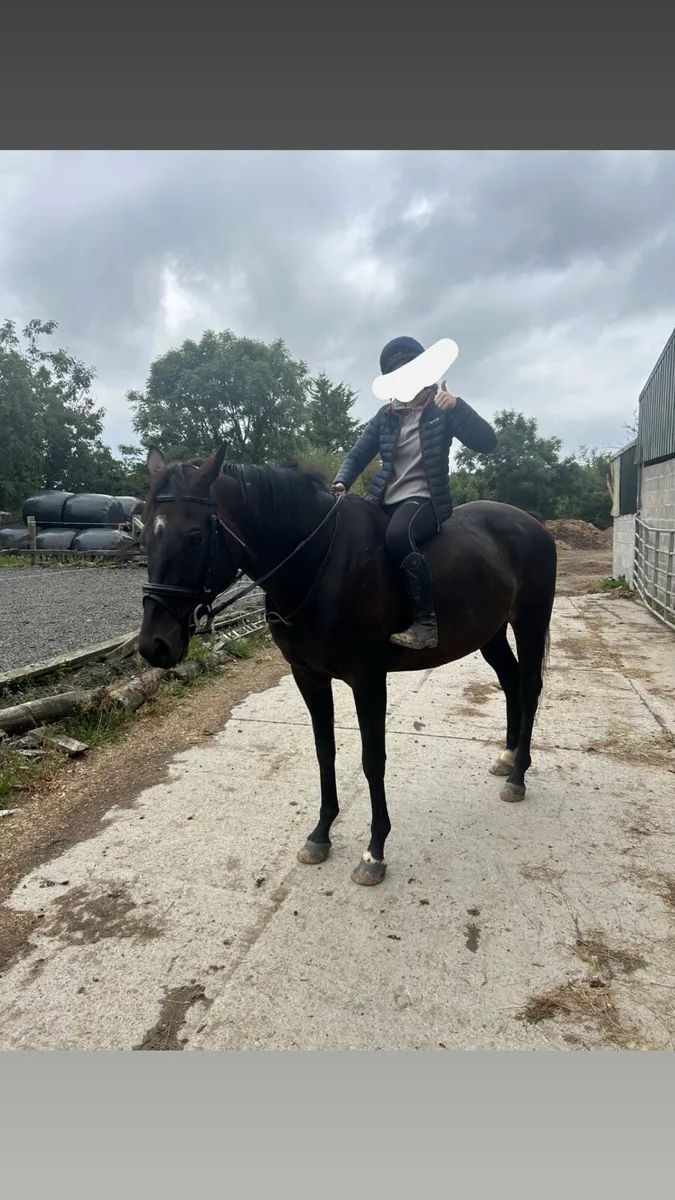 7 year old 16.2h thoroughbred - Image 2