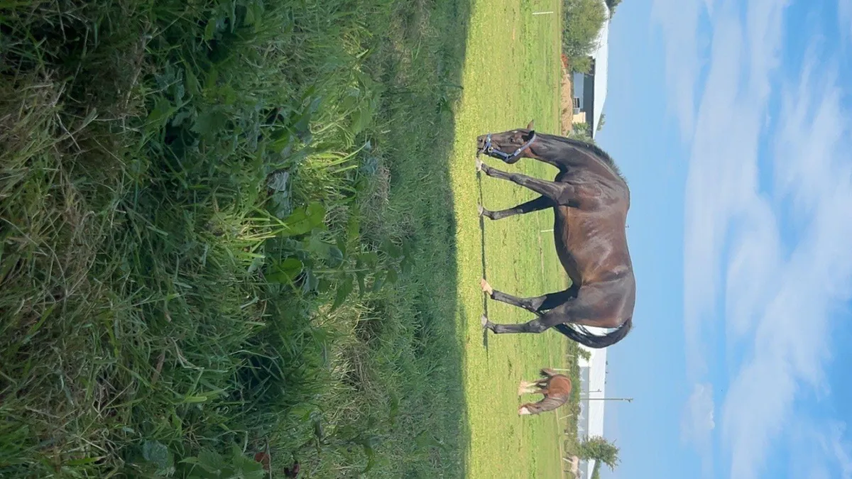 7 year old 16.2h thoroughbred - Image 3
