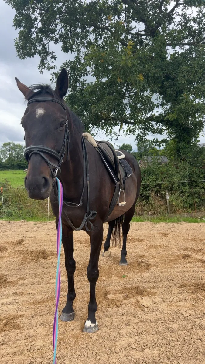 7 year old 16.2h thoroughbred - Image 4