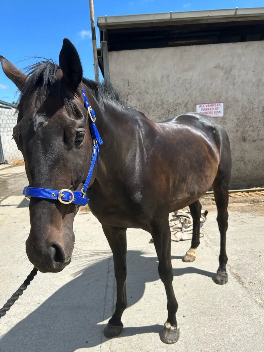 7 year old 16.2h thoroughbred - Image 1