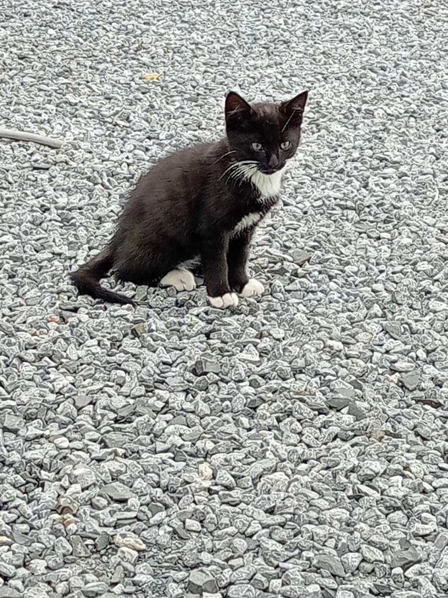 Kittens - Image 1