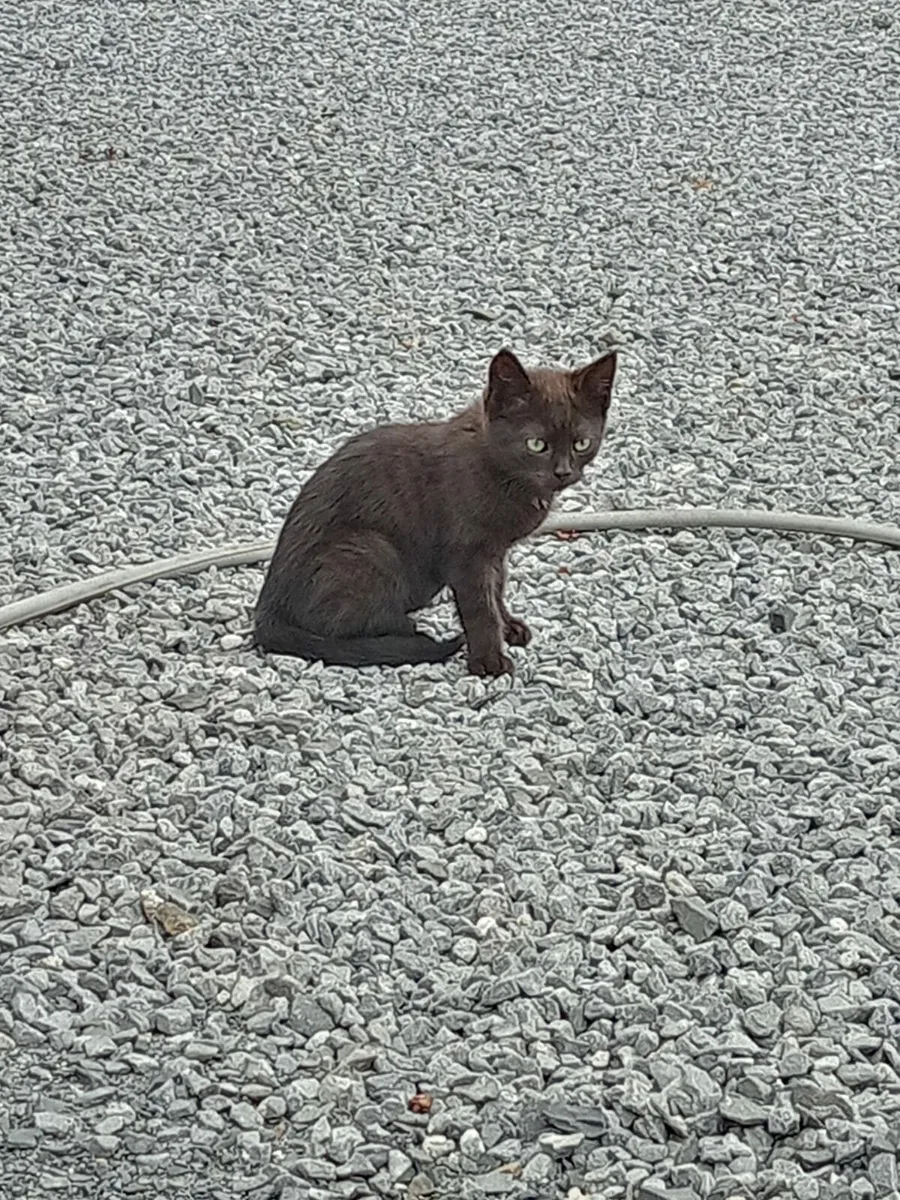Kittens - Image 2