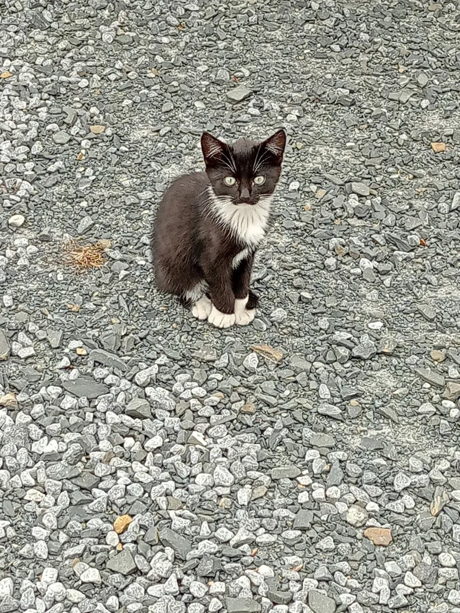 Kittens - Image 3