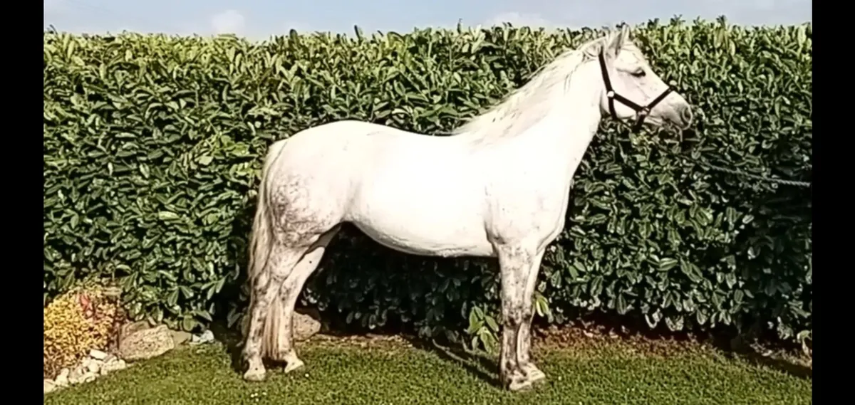 Connemara Mare - Image 2