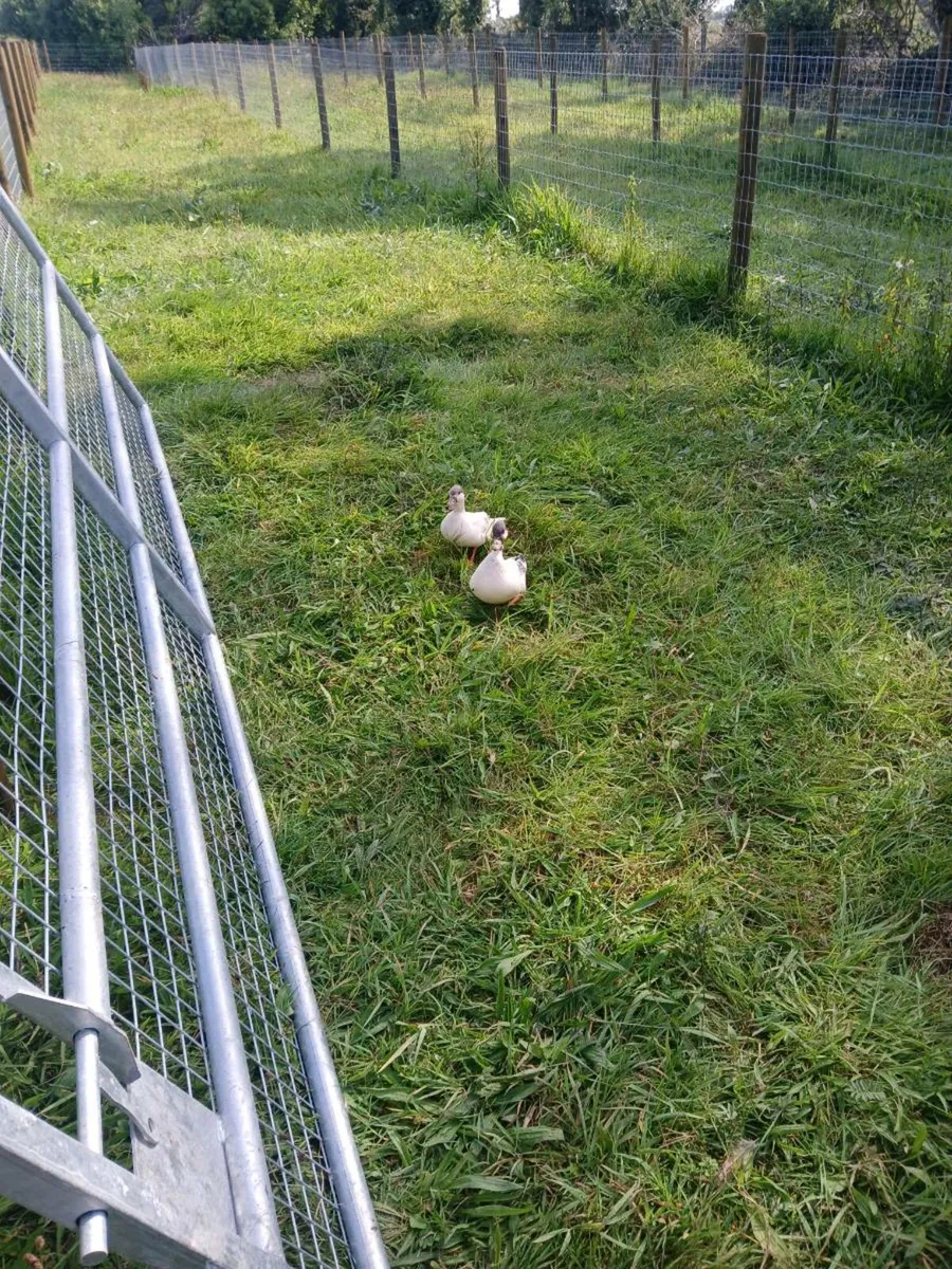 Fowl - Image 1
