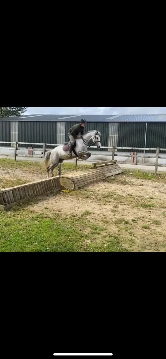 Rising 4 Year old  Connemara Gelding - Image 3
