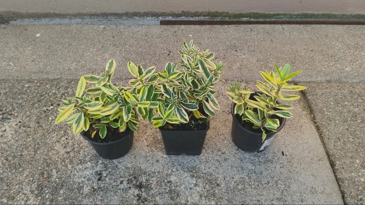Hebe Silver Queen Plants - Image 4