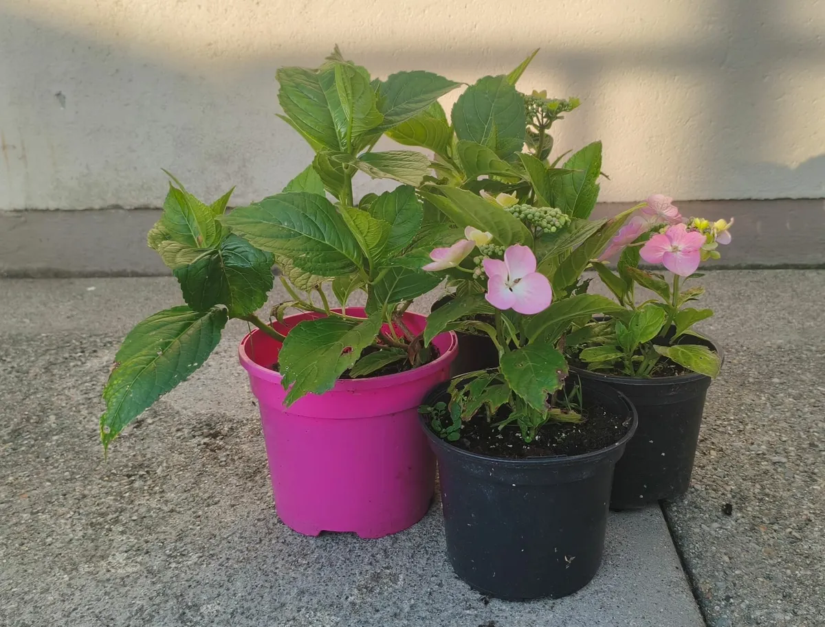 Hydrangea Plants - Image 1
