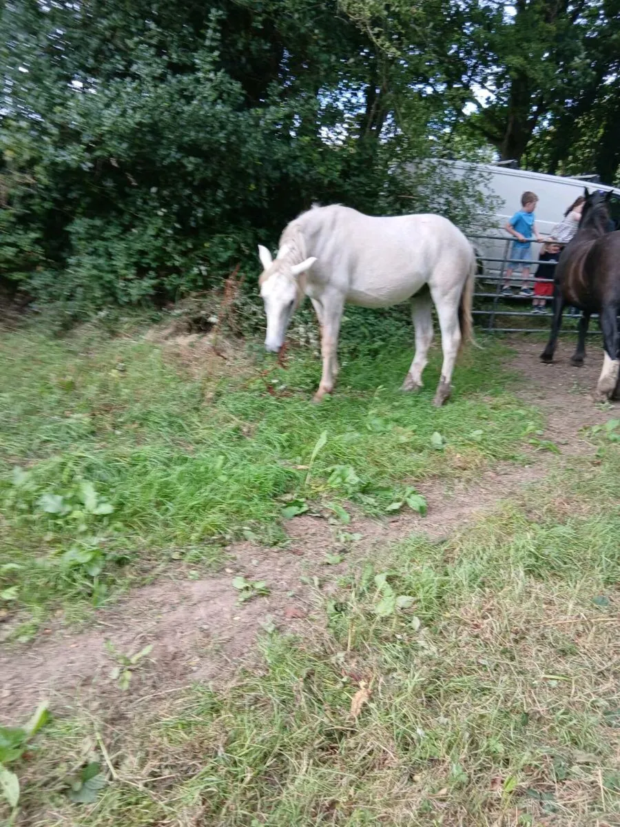 ponys - Image 2