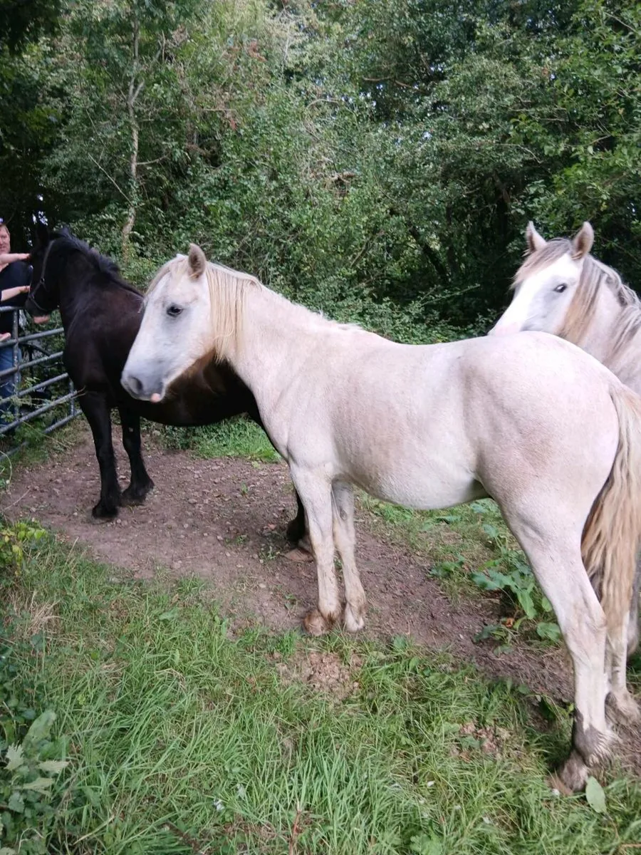 ponys - Image 3