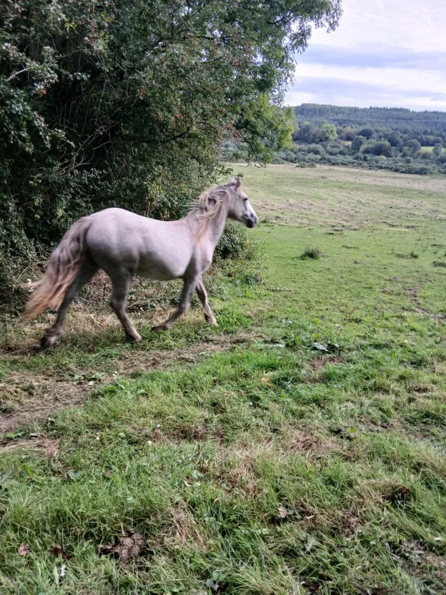 ponys - Image 1