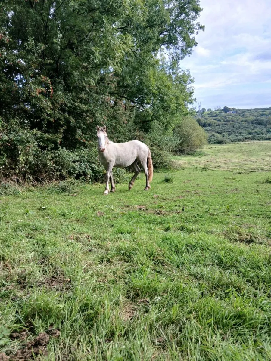 ponys - Image 4