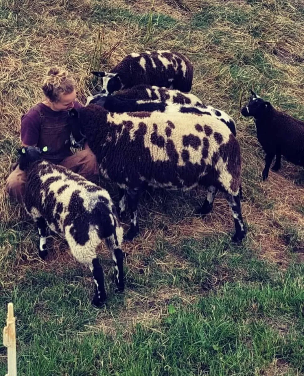 DUTCH spotted RAm , Ewe and lamb - Image 3