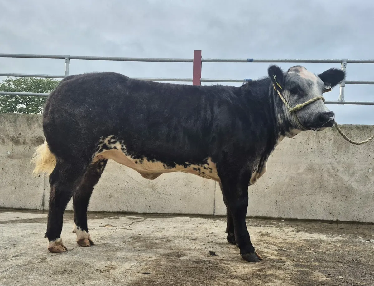 Breeding/show heifers - Image 1