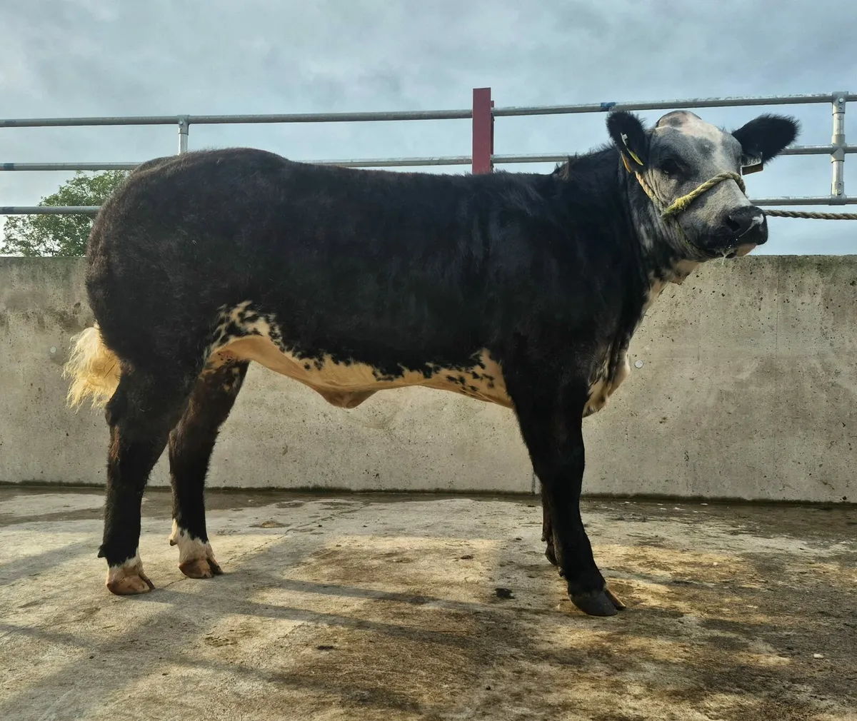 Breeding/show heifers - Image 2