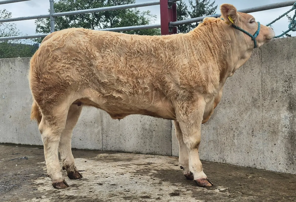 Breeding/show heifers - Image 3