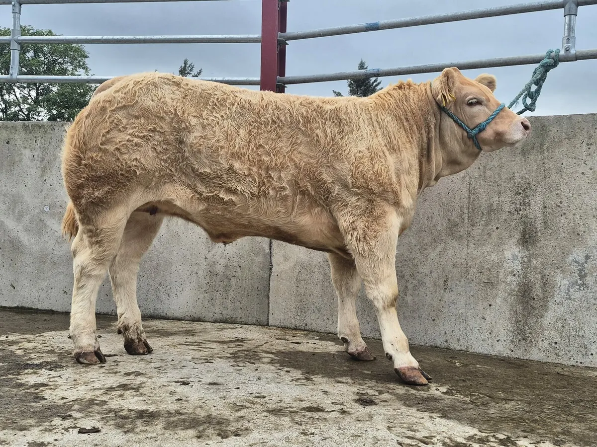 Breeding/show heifers - Image 4