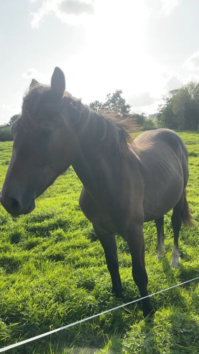 Horse - Image 1