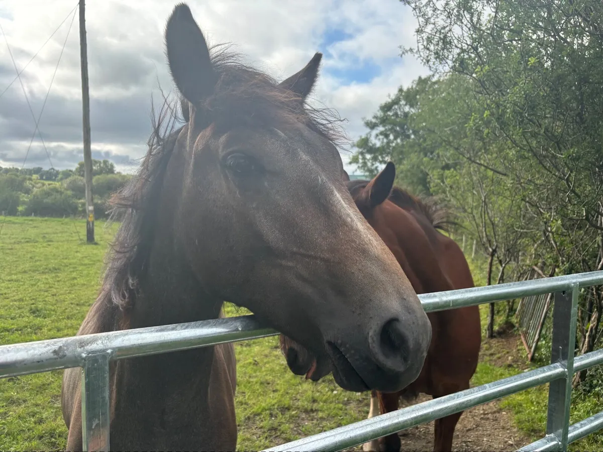 Horse - Image 2